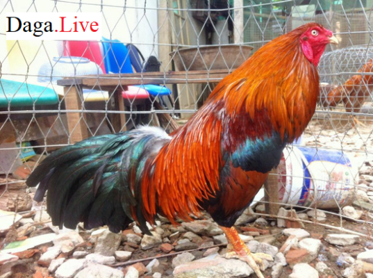 Mắt gà trắng dã