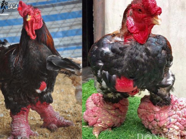 Những con gà Đông Tảo không được tuyển chọn