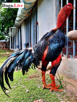 Cách phân biệt gà chọi thuần và gà chọi lai