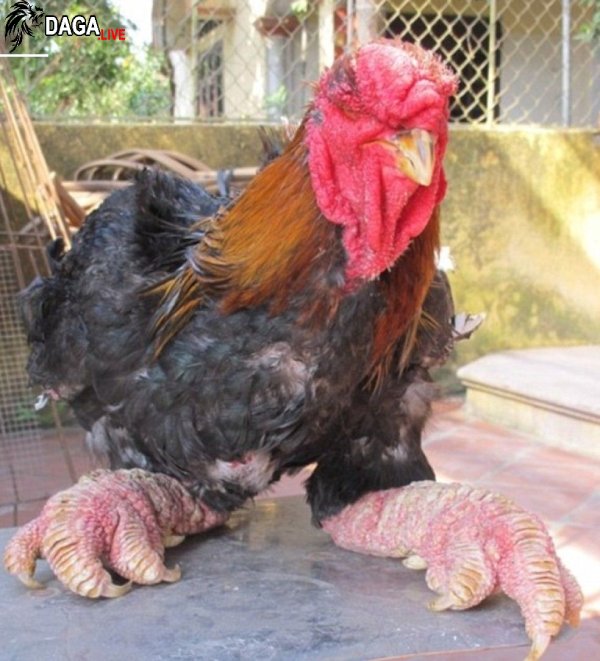 "Đôi chân triệu view" của gà Đông Tảo