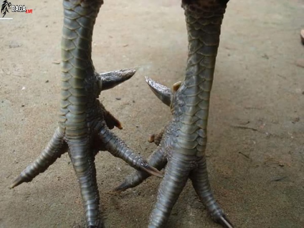 Cách chọn chân gà chọi đẹp