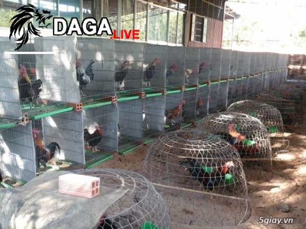 Cách nuôi gà chọi