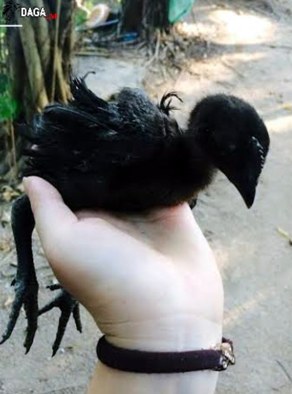 Gà Đen có bao nhêu loại?