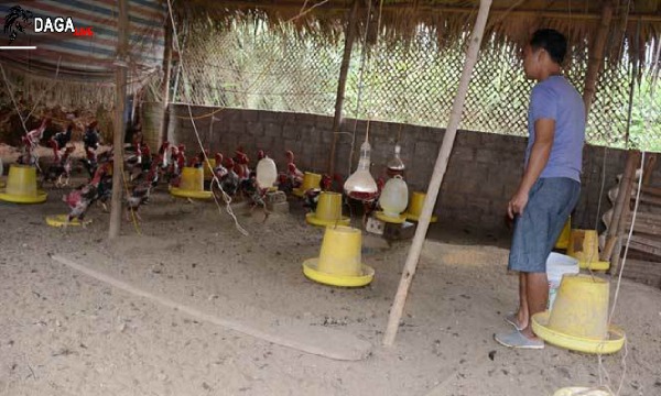 Danh tính không phải dạng vừa của giám đốc nuôi gà