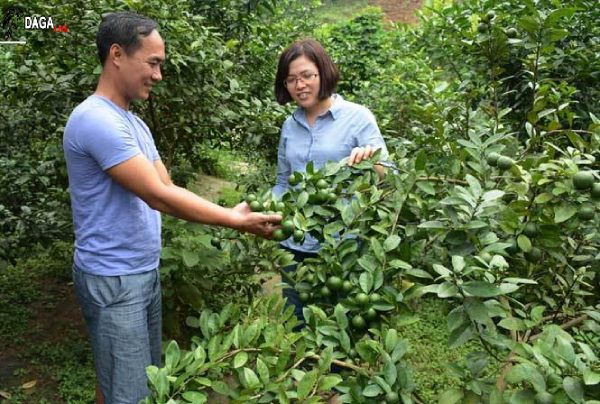 Danh tính không phải dạng vừa của giám đốc nuôi gà