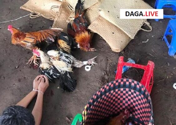 Tang vật thu giữ gồm gà, cựa, băng dính,...