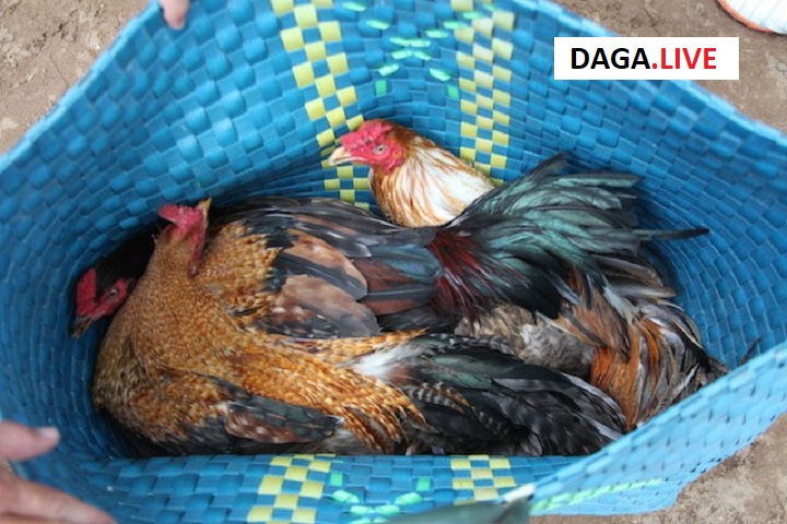 Tang vật được công an thu giữ về hành vi đá gà trái phép