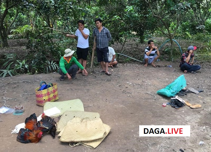 Hiện trường vụ việc tổ chức đá gà và tang vật