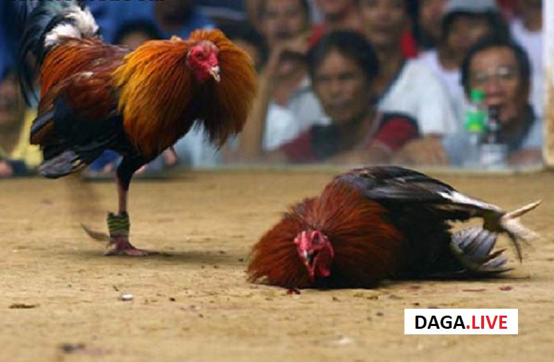 Đá gà khét mang tới những trận đấu hấp dẫn cho người xem.