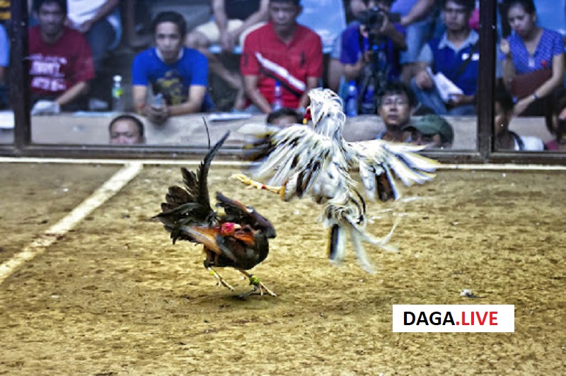 Tỷ lệ đá thắng của gà khét cũng vô cùng ấn tượng.