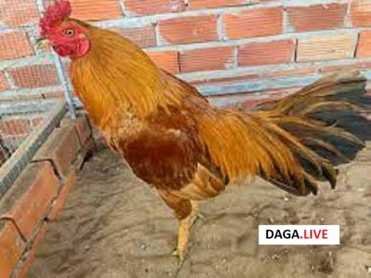 Hình ảnh gà khét vàng.