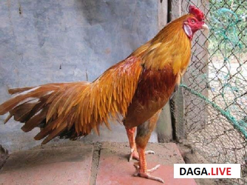 Hình ảnh gà khét đỏ rất được ưa chuộng hiện nay.