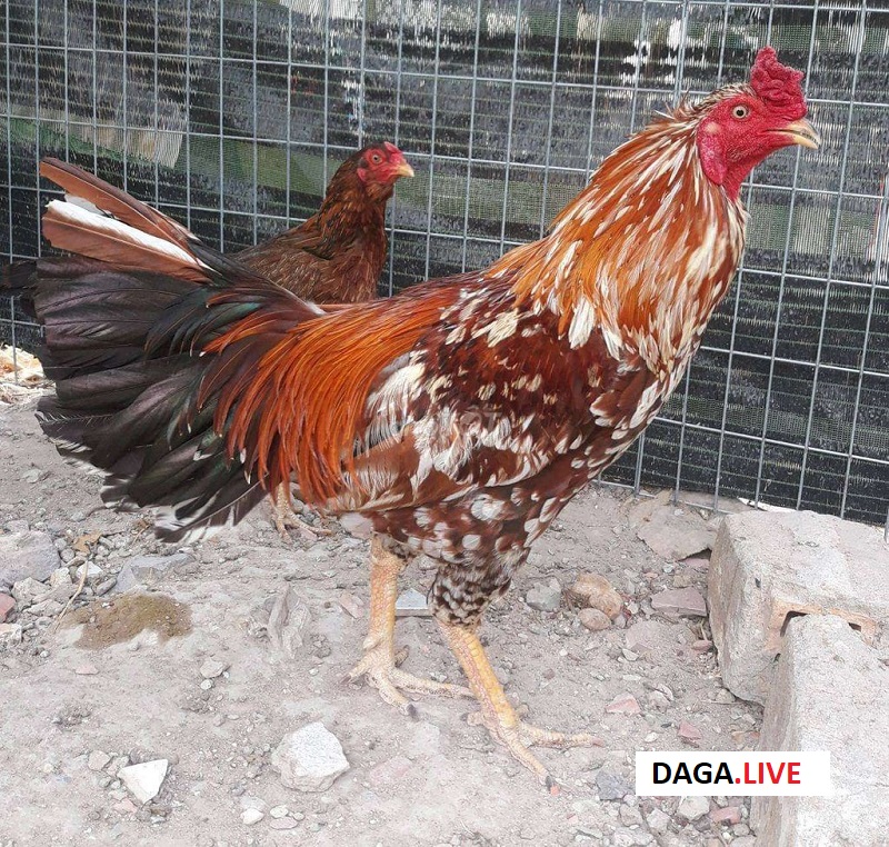 Hình ảnh gà khét bông rất nổi tiếng trong giới đá gà.