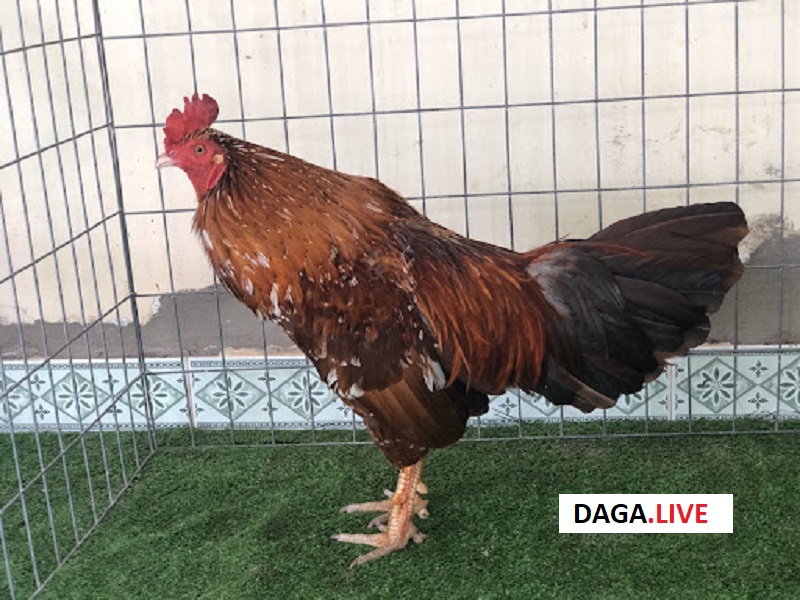 Chiến kê gà khét lông đen mang tới nhiều vận may cho chủ kê.