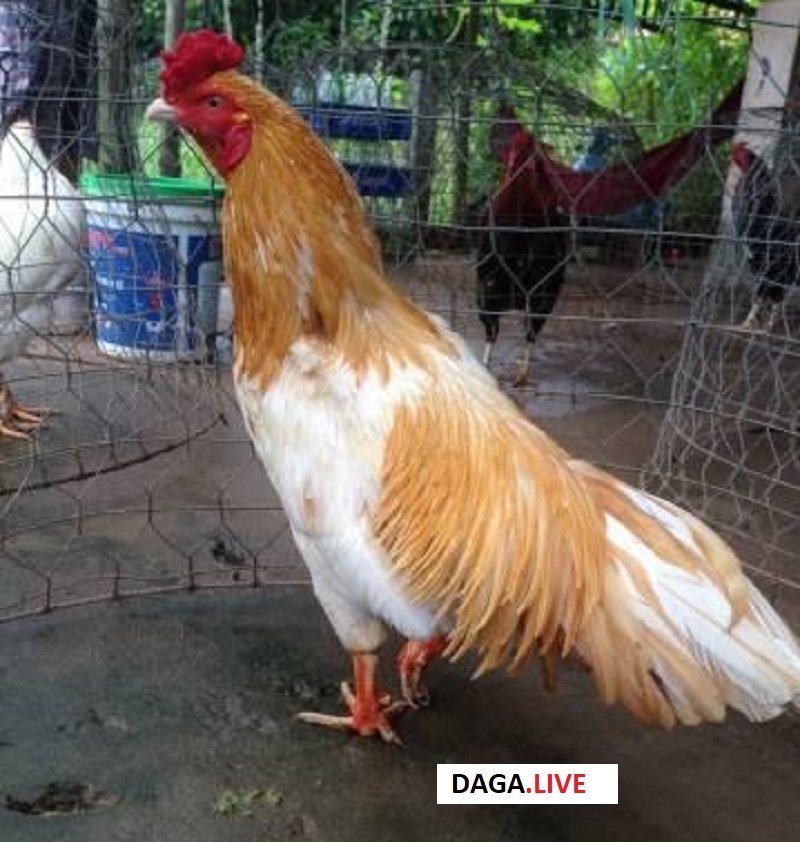 Hình ảnh gà bông trắng hiếm có trong giới đá gà.