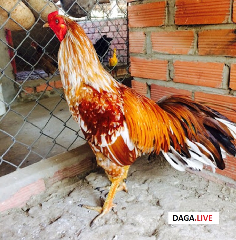 Hình ảnh linh kê gà khét ô chân vàng.