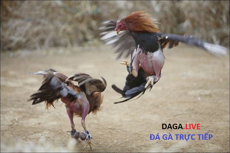 Đá gà ăn tiền cực kì gay cấn và quyết liệt.
