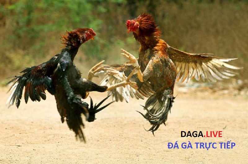 Để chiến kê sung mãn nhất người ta cho dùng thuốc công cho gà đá.