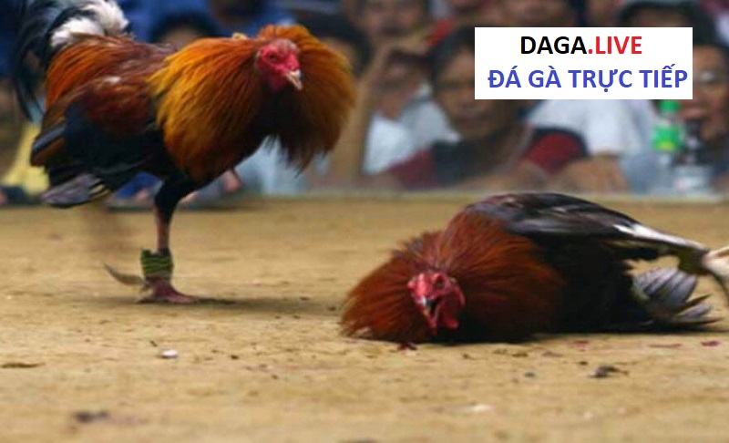 Thuốc công cho gà đá giúp chiến kê hạ sát đối phương ngay lập tức.