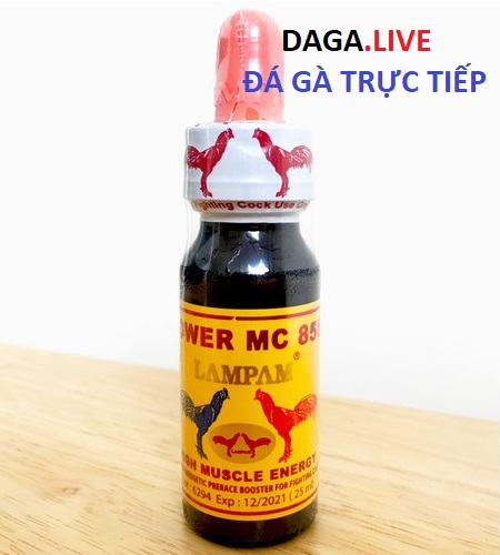 Hình ảnh thuốc công cho gà đá lampam của Thái.