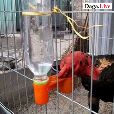 Cho gà chọi uống nước theo giờ cố định