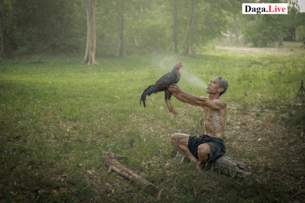 Cho gà chọi tắm sương