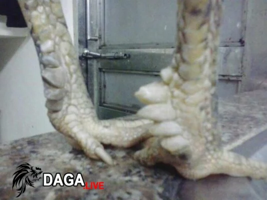 Giá bán thần kê