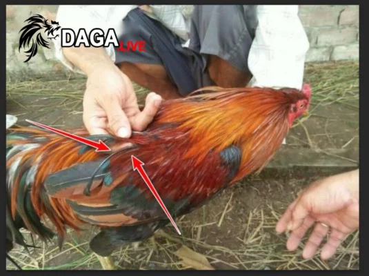 Gà chọi lông voi