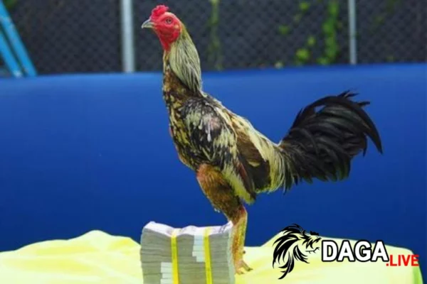 Tại sao ai cũng muốn sở hữu 33 loại gà thần kê?