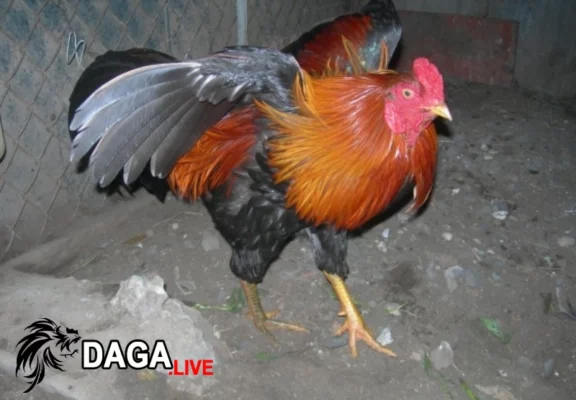 Top 33 loại gà thần kê ai cũng muốn sở hữu