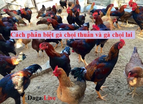 Cách phân biệt gà chọi thuần và gà chọi lai