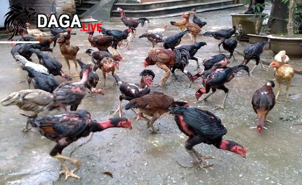 Gà dị kiếm đuợc tiền tỉ