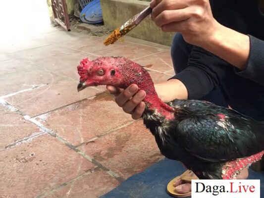 vào nghệ cho gà chọi