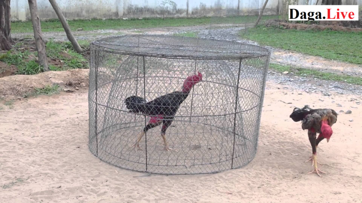 Cho gà chọi chạy lồng