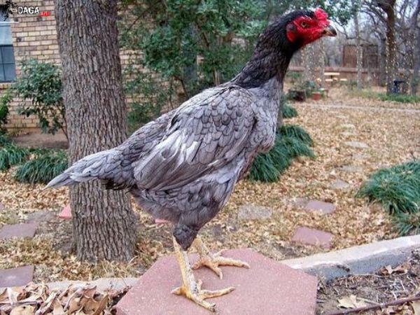 Chân gà chọi đẹp