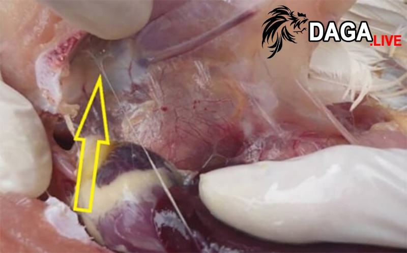 Biểu hiện khi gà bị mắc bệnh CRD?