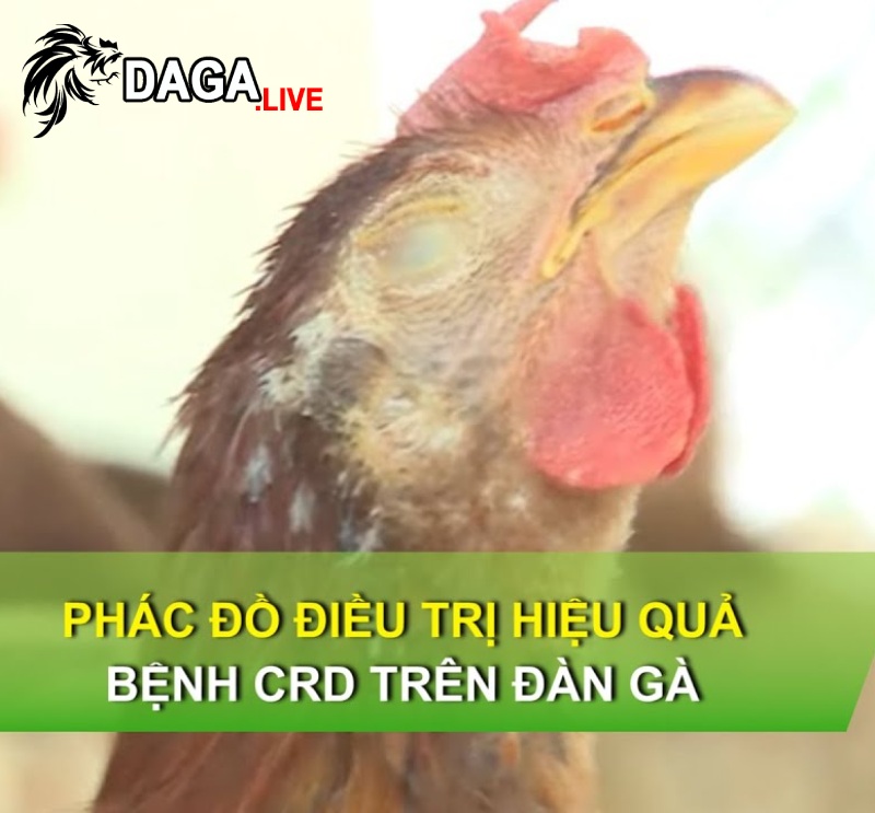 Phác đồ điều trị bệnh CRD ở gà