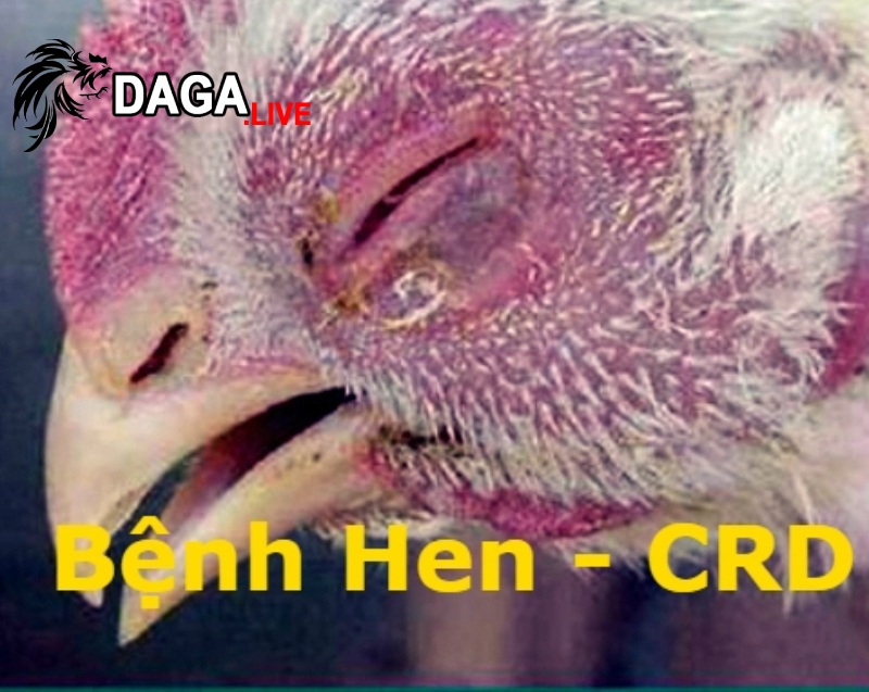 Con đường lây truyền bệnh CRD ở gà