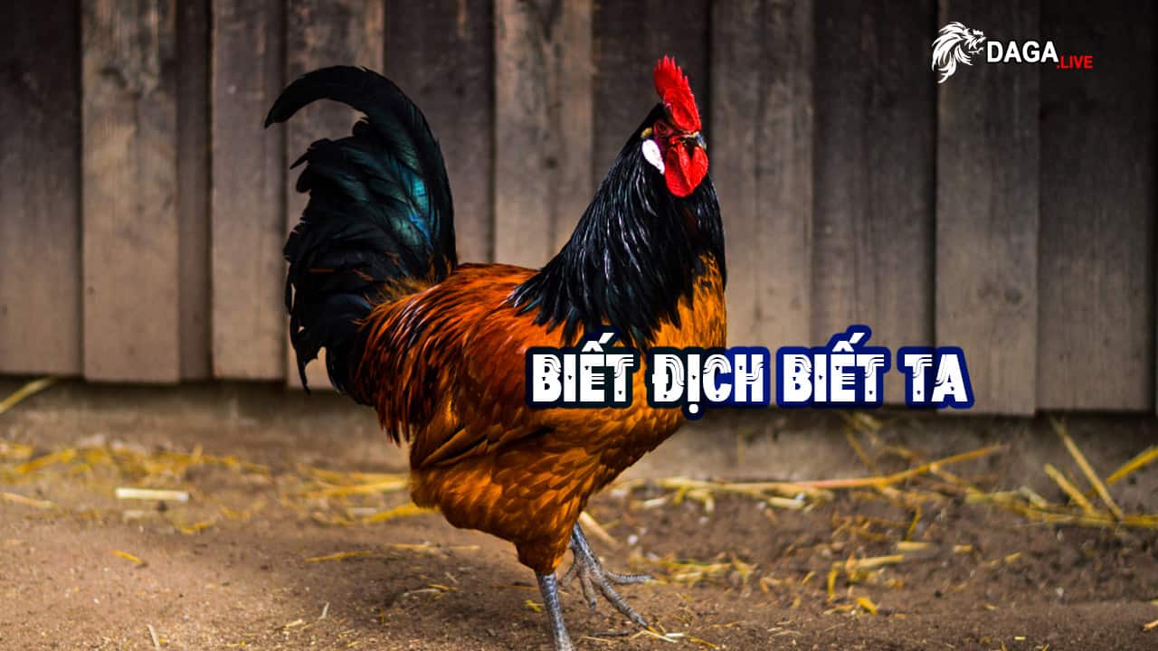 Biết Gà Địch Biết Gà Ta Trăm Trận Trăm Thắng