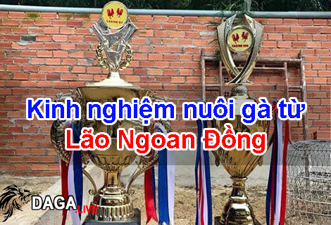 Kinh nghiệm nuôi gà từ Lão Ngoan Đồng