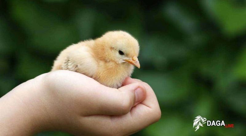 Chọn Giống Gà Con