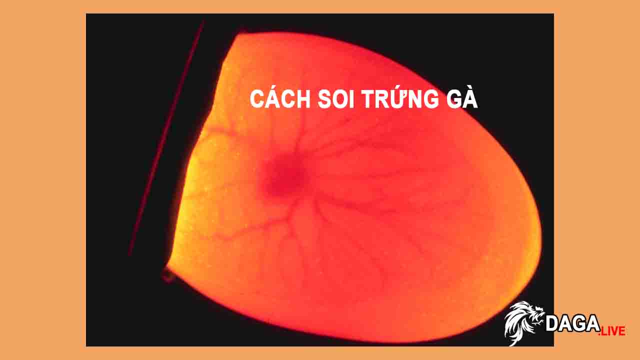 Cách soi trứng gà Daga.Live