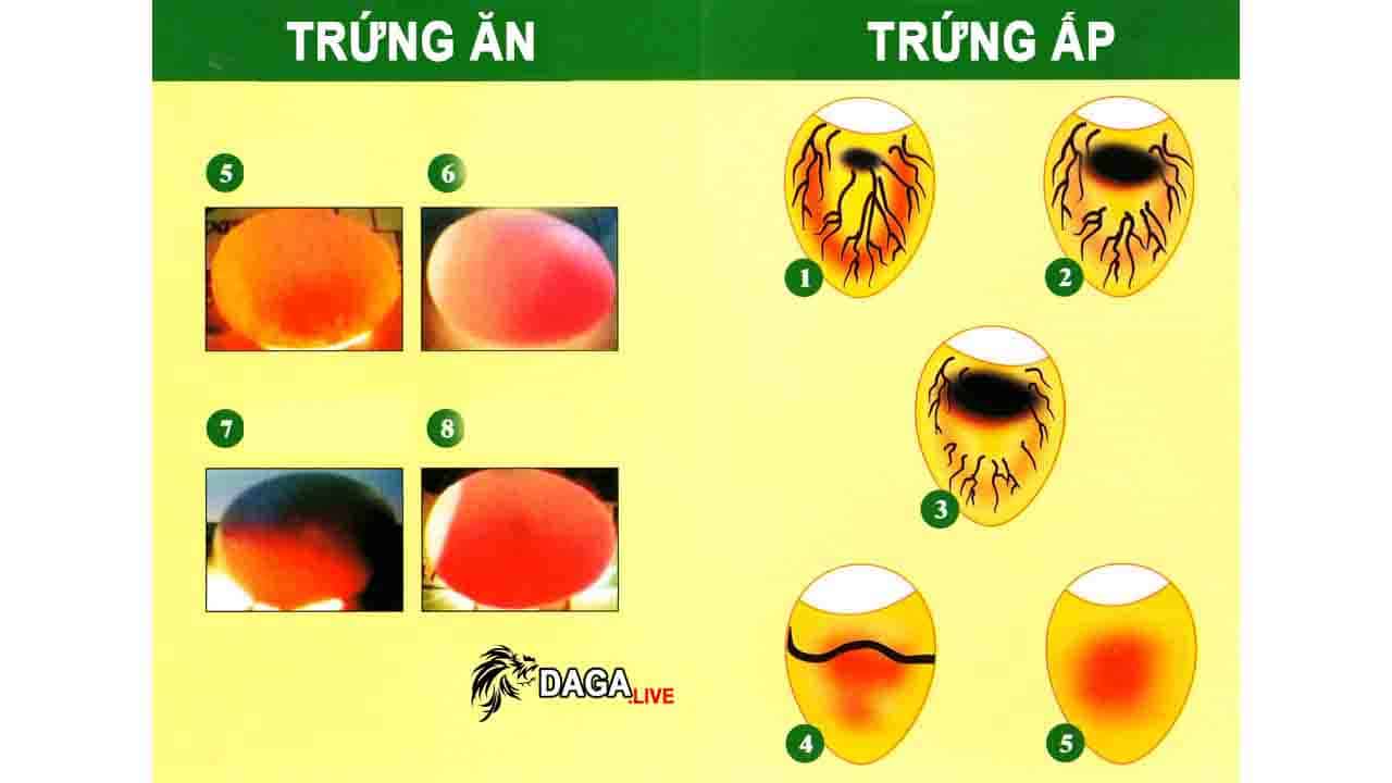 Cách soi trứng gà HƯ