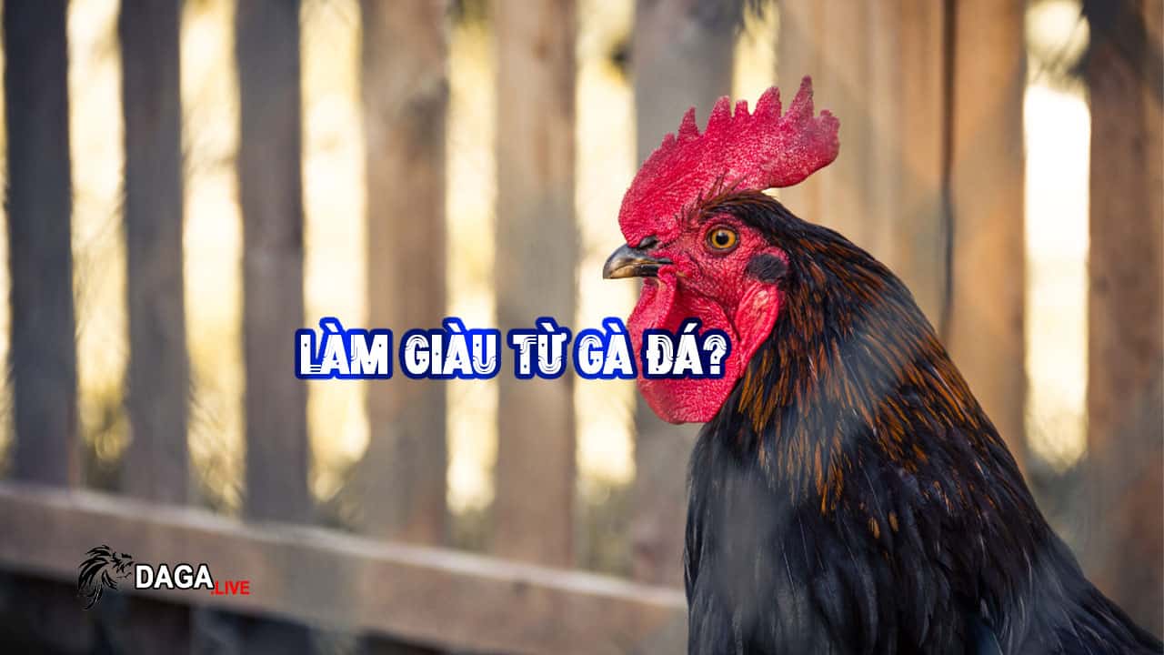 Có Dễ Làm Giàu Với Gà Đá Không