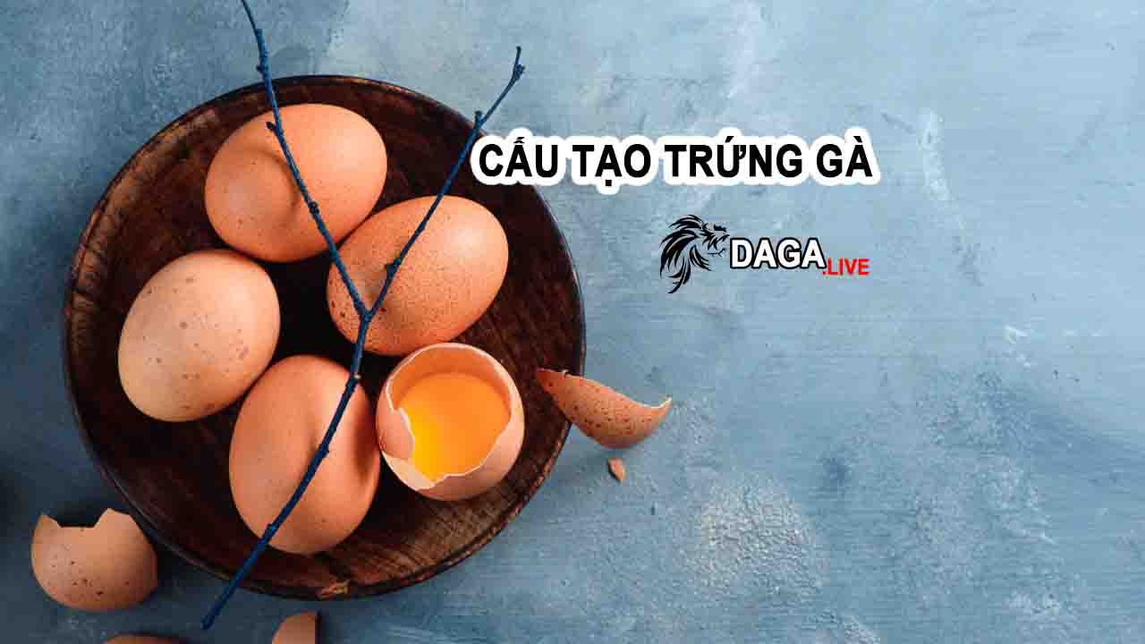 Cấu Tạo Trứng Gà