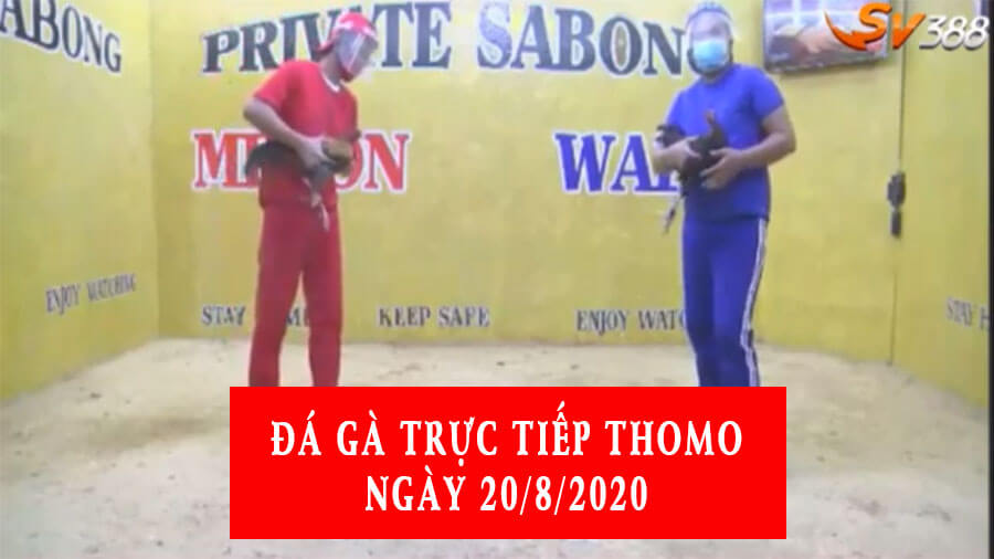 Đá gà Thomo trực tiếp ngày 20/8/2020