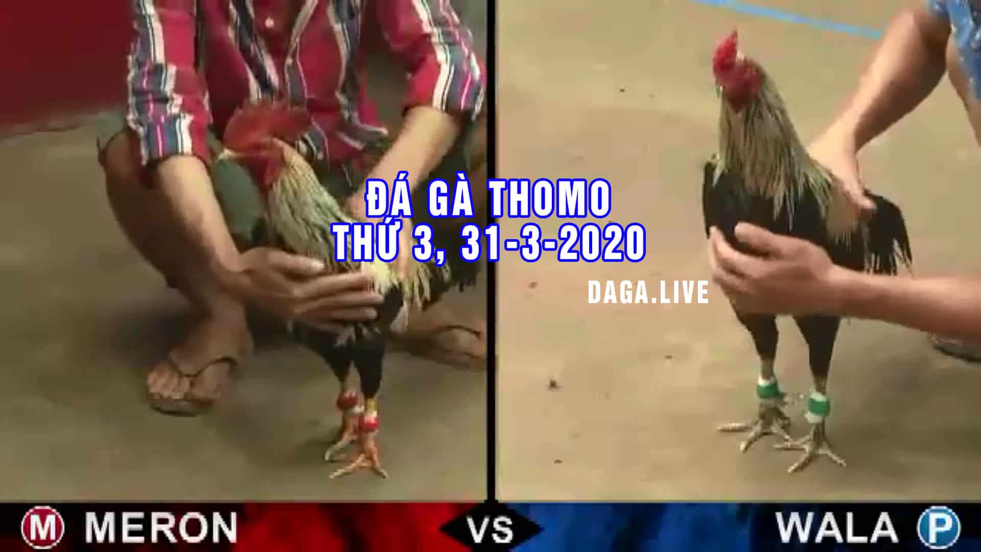DAGA.LIVE - Đá gà thomo hôm nay, đá gà campuchia, đá gà cựa sắt, đá gà trực tiếp thứ 3 ngày 31-3-2020