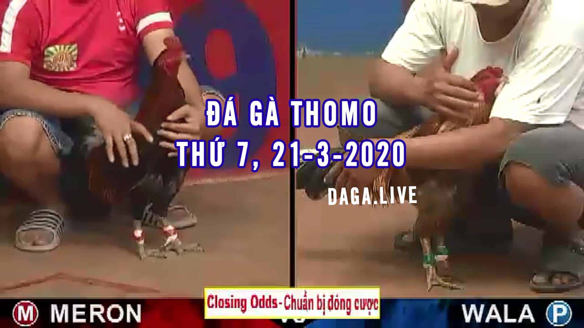 DAGA.LIVE - Đá gà thomo hôm nay, đá gà campuchia, đá gà cựa sắt, đá gà trực tiếp thứ 7 ngày 21-3-2020