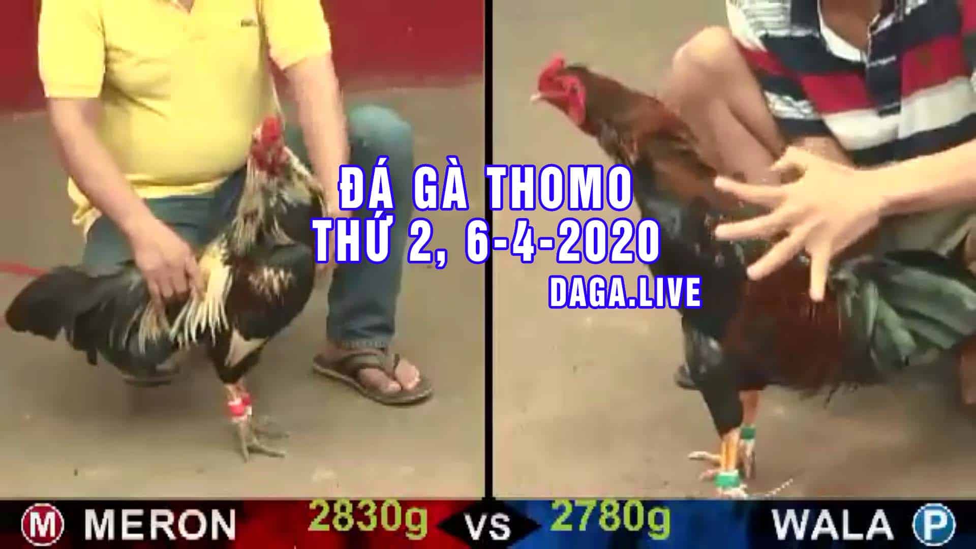 DAGA.LIVE - Đá gà thomo hôm nay, đá gà trực tiếp, đá gà campuchia, đá gà cựa sắt thứ 2 ngày 6-4-2020