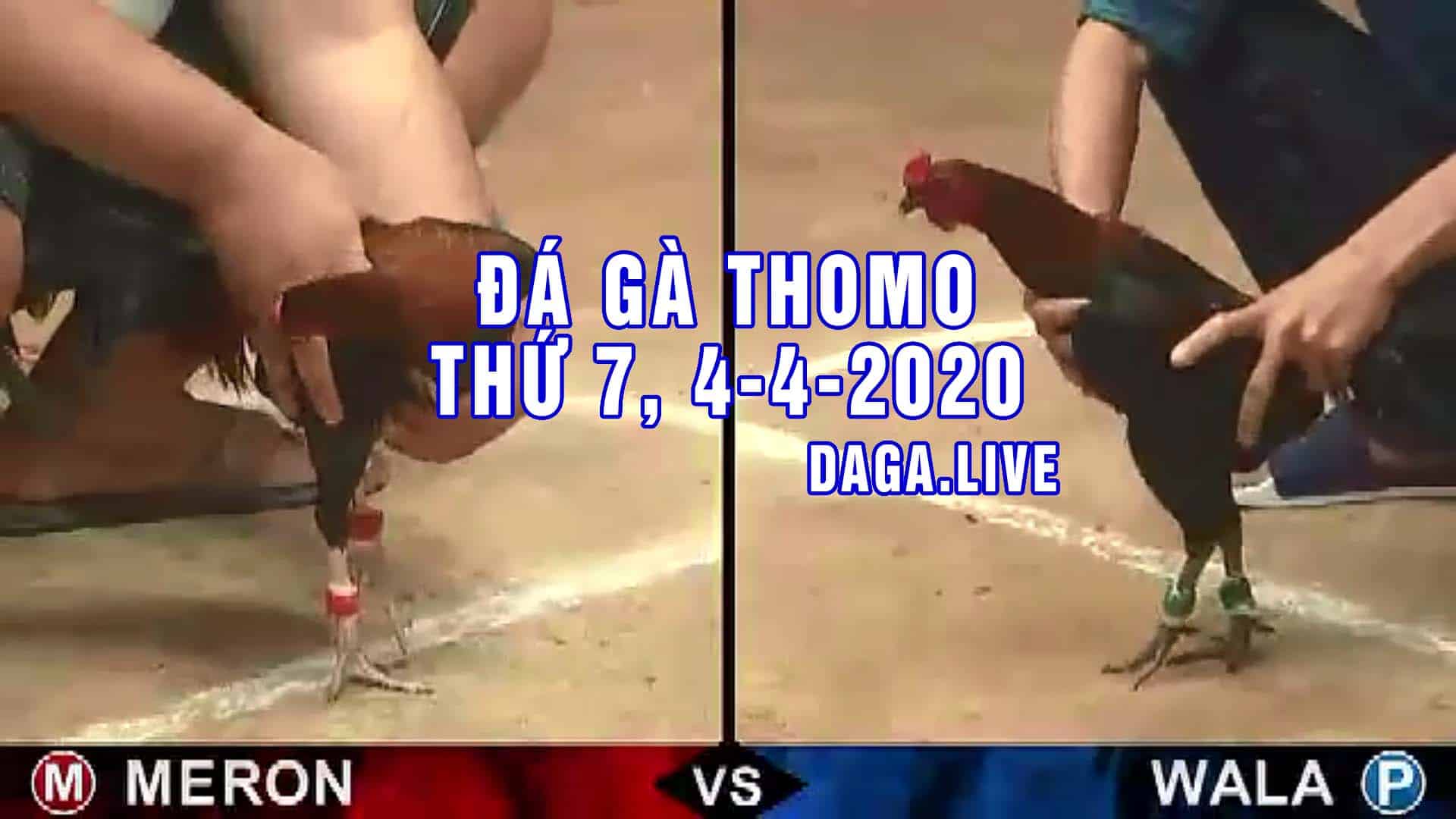 DAGA.LIVE - Đá gà thomo hôm nay, đá gà trực tiếp, đá gà campuchia, đá gà cựa sắt thứ 7 ngày 4-4-2020